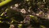 swamp people teeth GIF