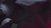 adweek  GIF