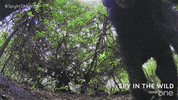 bbc one GIF by BBC