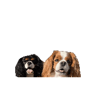 Cavalierkingcharlesspaniel Sticker