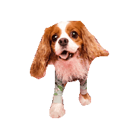 Dog Cavalierkingcharlesspaniel Sticker