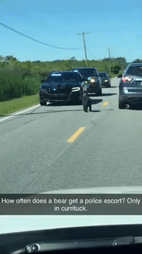 Bear Cub Receives Police Escort After Stopping Traffic in North Carolina