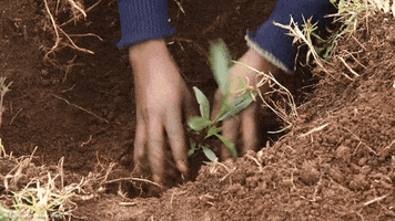 planting connect2earth GIF by Earth Hour