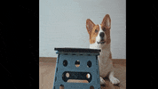 Good Boy Corgi GIF by WoofWaggers