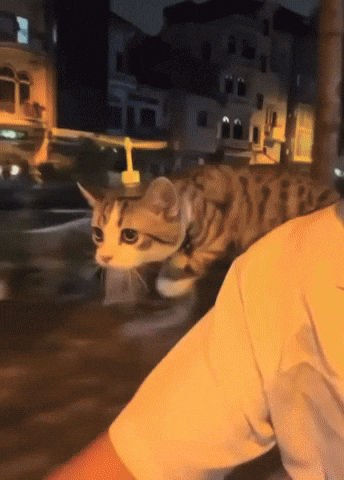 kingkaps7 giphyupload kingkaps7 dont mind me just passing through GIF