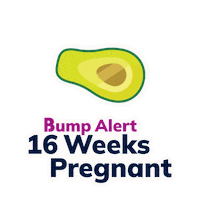 Pregnancy 16 Weeks Sticker by The Bump