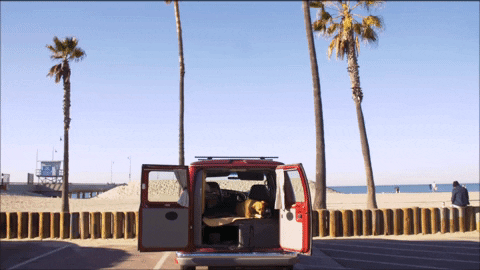 LX_GIFS giphyupload surfing venice lx GIF