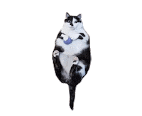 Cat No Sticker by Katya