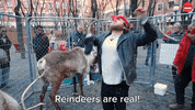 Merry Christmas GIF by BuzzFeed