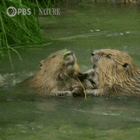 Pbs Nature Otter GIF by Nature on PBS