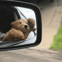 Funny GIF by JustViral.Net