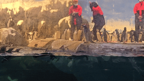 企鵝 GIF by Choc Ye