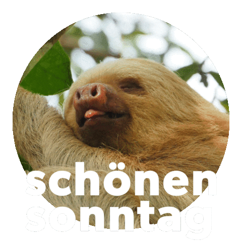 Faultier Sticker by Sealed With A GIF