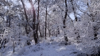 Snow Blankets Australian Bushland as Cold Snap Hits New South Wales
