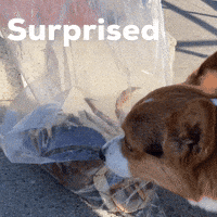 Surprised Dog GIF