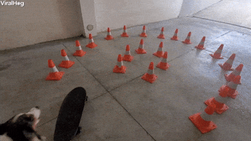 Super Skilled Skater Dog