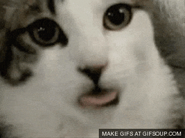 cutie GIF