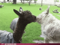 making out GIF