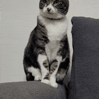 Cat Love GIF