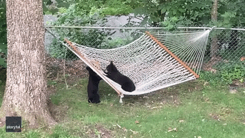 Rowdy Bear Cubs Have an Absolute Ball Playing on Backyard Hammock