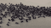 motion research GIF by Harvard University