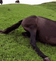 KinneyA bye horse slide horses GIF