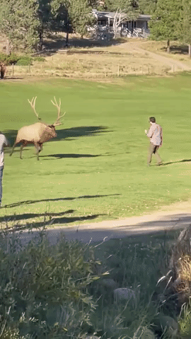 Elk Charges at Man in Colorado