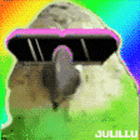 Julillu dance cool rainbow bird GIF