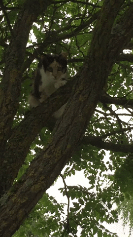 taughnee giphyupload GIF