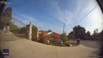 Home Security Footage Captures Tense Face-Off Between Delivery Driver and Bear