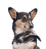 Pdxpetconnection Sticker by KHDog