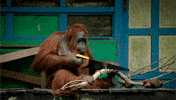 Wild Animals Monkey GIF by PBS