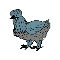 Silkies Seidenhuhn Sticker