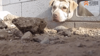 Dog Rescued in Arizona After Getting Head Stuck in Cinder Block Wall