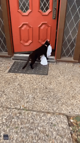 Serial Cat Burglar Is Talk of Texas Neighborhood