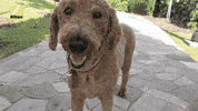 dog lol GIF