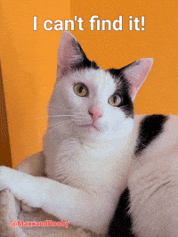 Cat Searching GIF