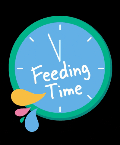 HGHPets giphygifmaker giphyattribution dog food feeding time GIF