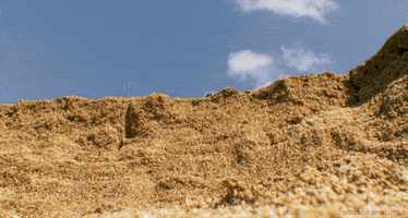 Bbc Africa Turtle GIF