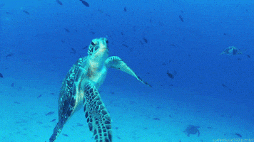 turtle GIF