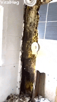 Bees Turn Bathroom Walls To Honey GIF by ViralHog
