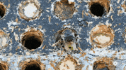 Flower Bee GIF by PBS Digital Studios