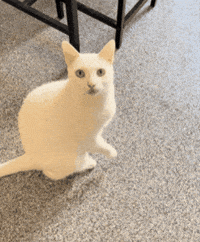 Boytheflipcat GIF
