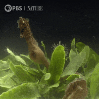 Pbs Nature Ocean GIF by Nature on PBS