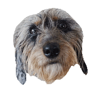 Dog Dachshund Sticker by beangoods