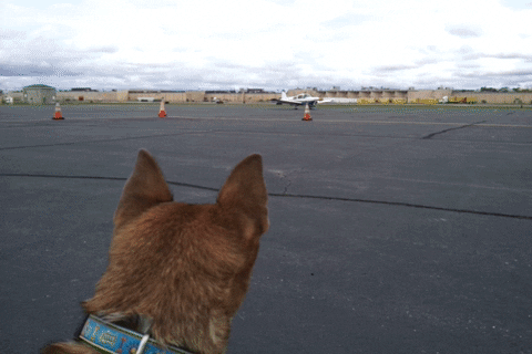 dog puppy GIF by Badass BK