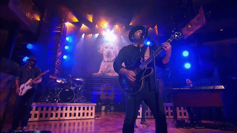 HallmarkChannel giphyupload dog puppy dogs GIF