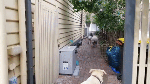 dogs playtime GIF