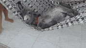 donkey GIF by ViralHog