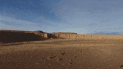 Palibex panda desert seat pale GIF